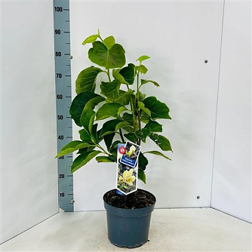 Magnolia Yellow Lantern