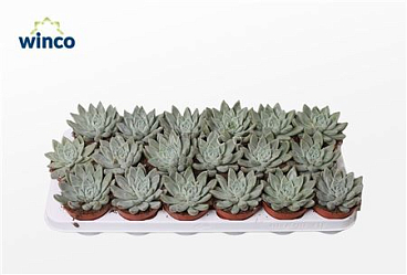 Echeveria Tolimanensis Hybride