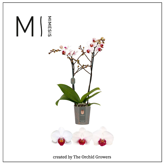 Фаленопсис Ред Лип 2 ст