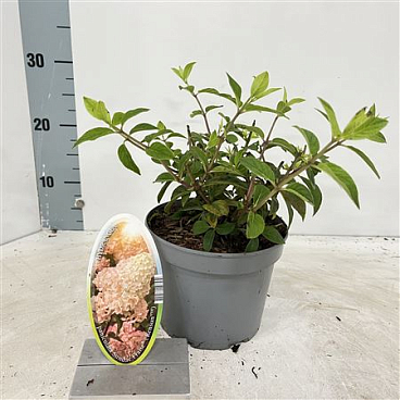 Hydrangea Pan Sundae Fraise