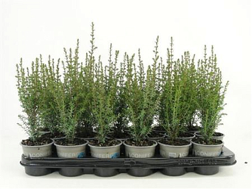 Juniperus Comm Arnold