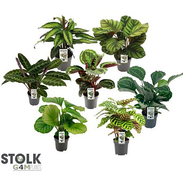 Calathea Mix Round