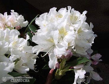 Рододендрон гибридный Каннингемс Уайт