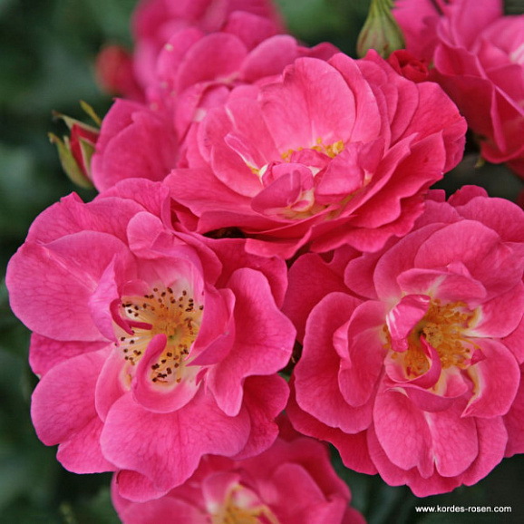 Роза почвопокровная Блюхвандер 08