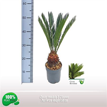 Cycas Revoluta 5+