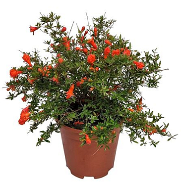 Punica Granatum Bush