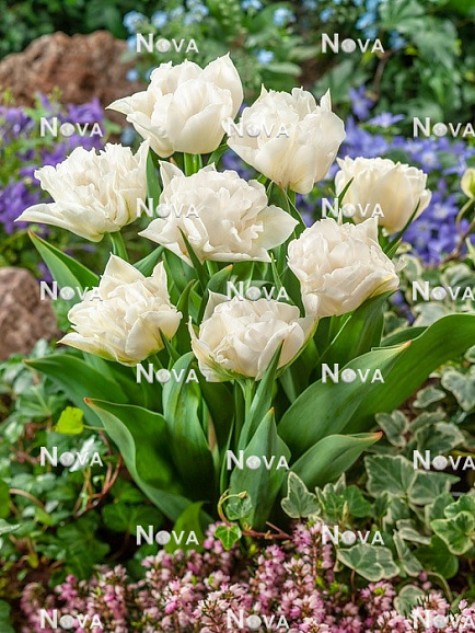 Тюльпан махровый ранний Марина Ингмен