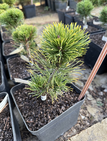 Сосна горная Хелмерс Голд