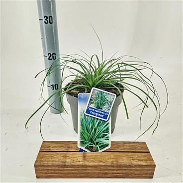 Carex Oshimensis Evergreen