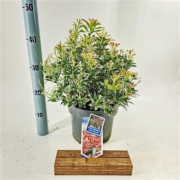 Pieris Jap Polar Passion