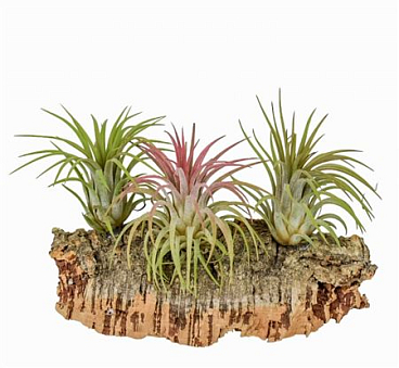 Tillandsia Cork Medium