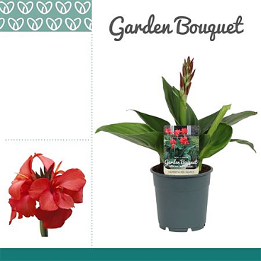 Canna Red Shades