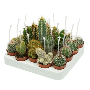 Cactus Mix With Picker