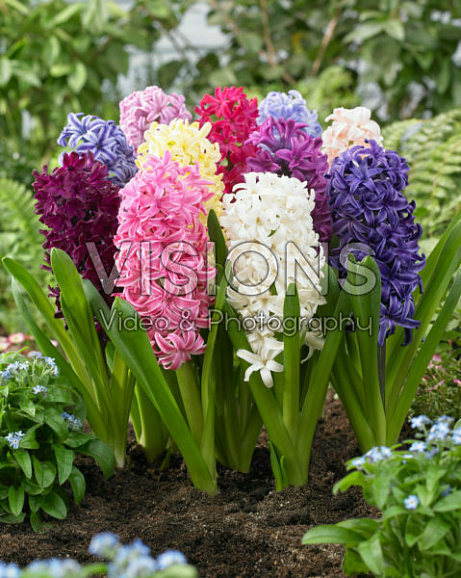 Гиацинт микс