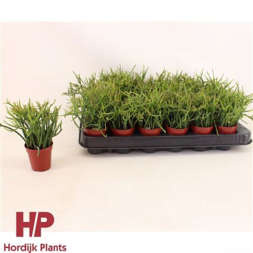 Rhipsalis Pulchra