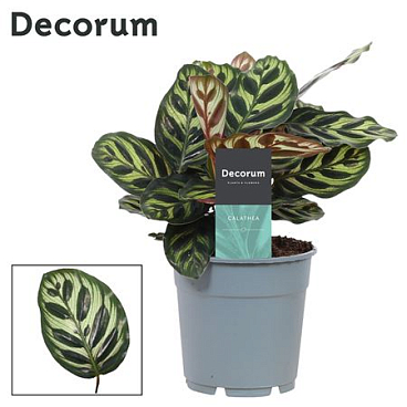 Calathea Makoyana (decorum)