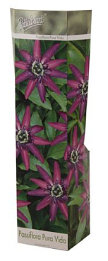 Passiflora Pura Vida