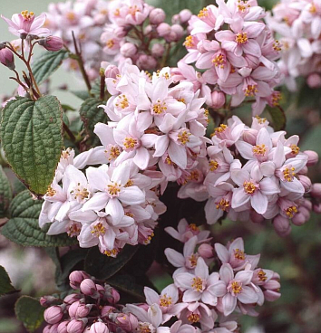 Дейция гибридная Монт Роуз