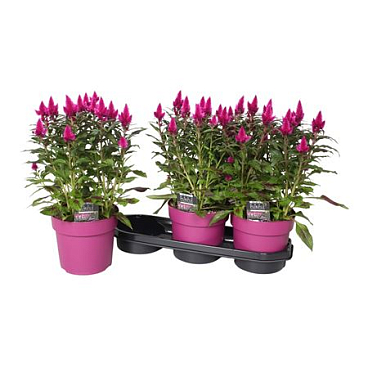 Celosia Deep Purple With Label