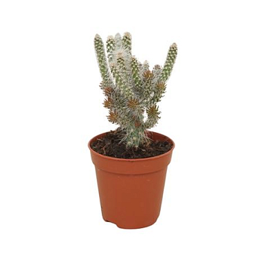 Opuntia Spinosior 5,5 Cm