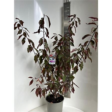 Prunus Cerasifera Hollywood