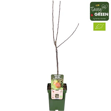 Pyrus Com Bonne Louise Davranc Bio