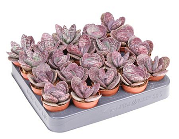 Kalanchoe Humilis Zebra