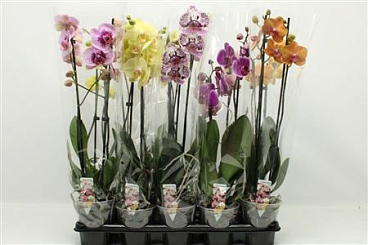 Phal 1st Mix 9+ (phalaenova)