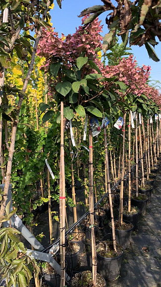 Гортензия метельчатая Уимс Ред штамб 120