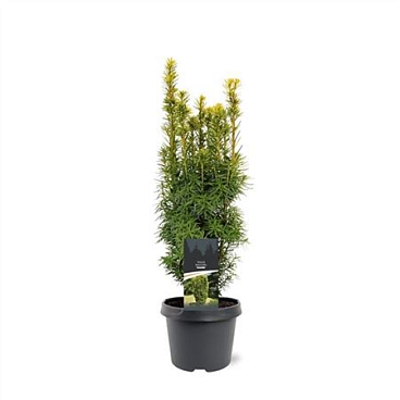 Taxus Bacc David