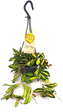 Hoya Ds 70 Hanging