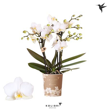 Phal 3st Blossom Zurich 30+ (ok)