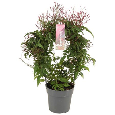 Jasminum Passion Dark Pink Arch 300+