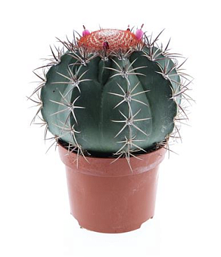 Melocactus Neryi Xl