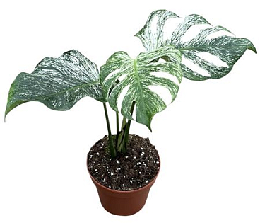 Monstera Devil Monster