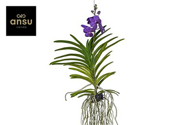Vanda Tayanee Blue Large