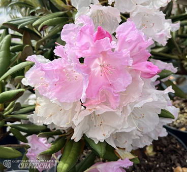 Рододендрон якушиманский Раухрейф