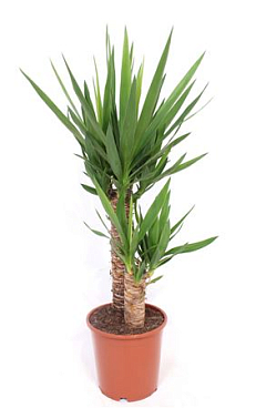 Yucca Elephantipes 45-20