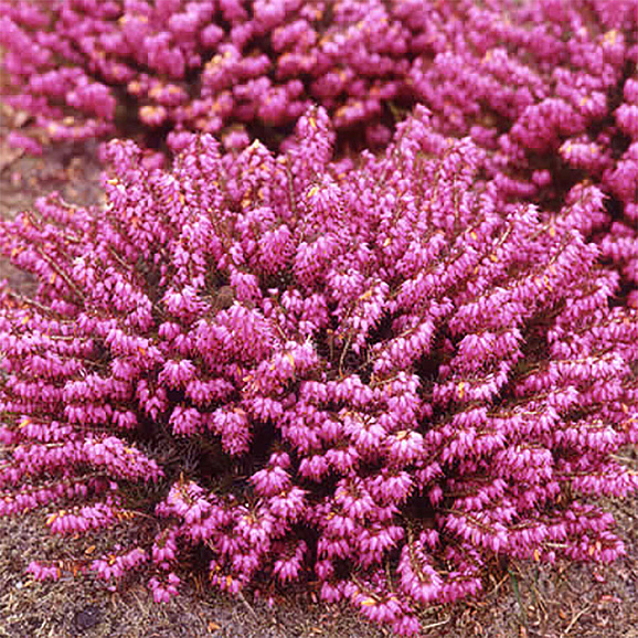 Эрика травяная Атрорубра