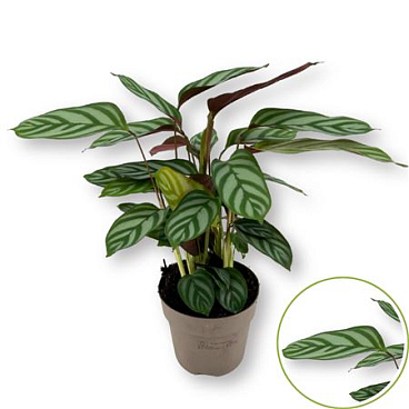 Ctenanthe Exotica