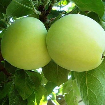 Яблоня домашняя Белый Налив в тубе