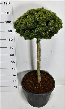 Pinus Mugo Sherwood Compact On Stem