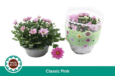Chrys Classic Pink In Bowl