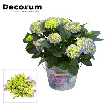 Hydrangea Bol Blue 7+ In Bucket (decorum)