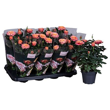 Rosa Patio Lenora