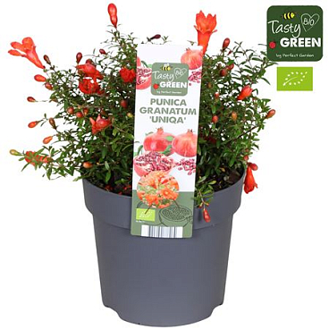 Punica Granatum Uniqa Bio Potcover