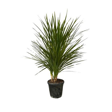 Cordyline Indivisa