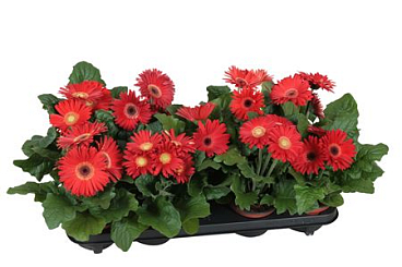 Gerbera Excellent Red 2+