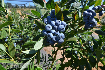 Голубика высокорослая Калипсо