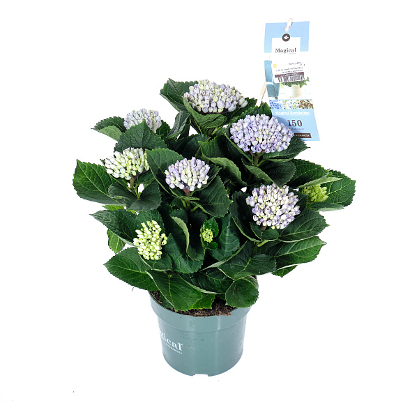 Гортензия Меджикал Революшен синяя